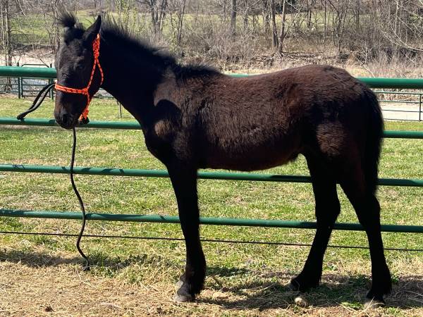 Little 6 month old project colt 1