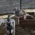 Pied Doves 1 thumbnail