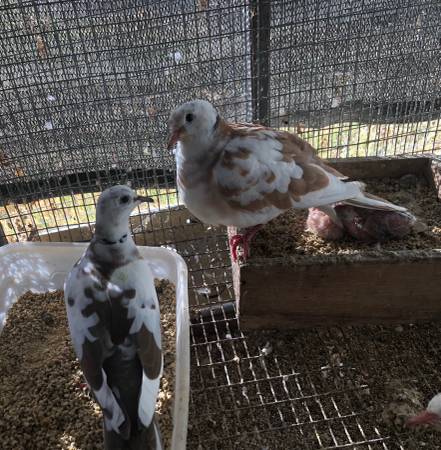 Pied Doves 1