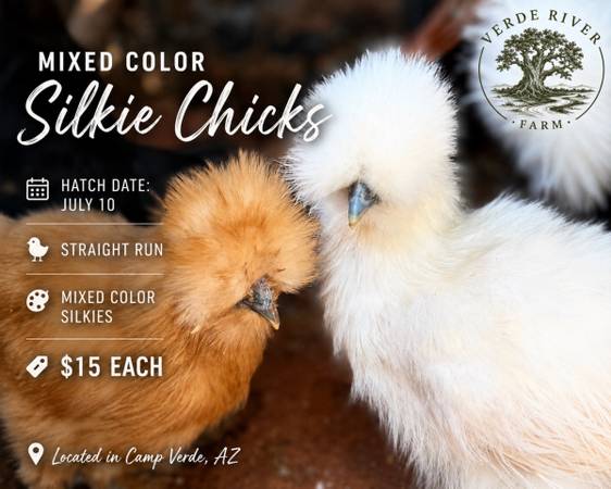 Silkie chicks 1