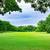 🌿 Water-Free Grass! Heavy-Duty Turf! ALL GREEN TURF ROLLS! 7 thumbnail
