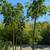 Silk Floss Tree 8 thumbnail