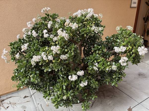 Very Large Jade Plant - farm & garden - by owner - sale - craigslist