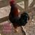 Roosters and Young Chickens 2 thumbnail