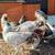 Americana chickens 1 thumbnail