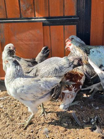 Americana chickens 1