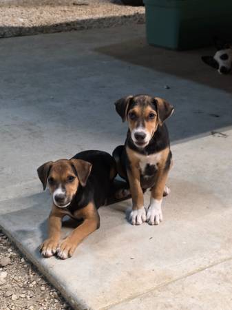 6 month old puppies549737539652167685