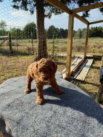 Mini poodles de sangre pura (Mcloud)63681505871361121