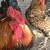 Fertilized chicken eggs 3 thumbnail