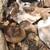 Muscovy ducks and ducklings 11 thumbnail