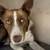 Missing Border Collie off Littlerock Rd 2 thumbnail