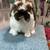 Holland Lop Rabbits 10 thumbnail