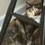 Cats 4 thumbnail