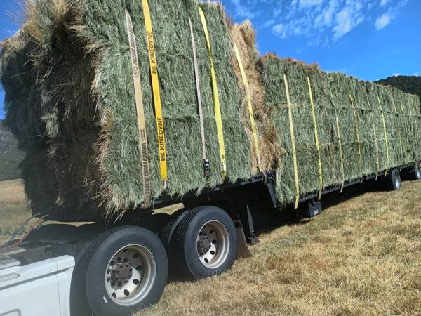Colorado Orchard Grass Hay for sale 1