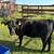 angus replacement heifers 2 thumbnail