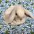 Rabbits 9 thumbnail