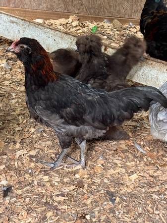 Olive egger rooster 1