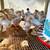 Young Roosters 2 days - 4 months old 1 thumbnail