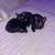 3 BLACK KITTENS NEED HOMES 4 thumbnail
