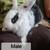 Bunnies (Pet) - $10 rehoming fee 2 thumbnail