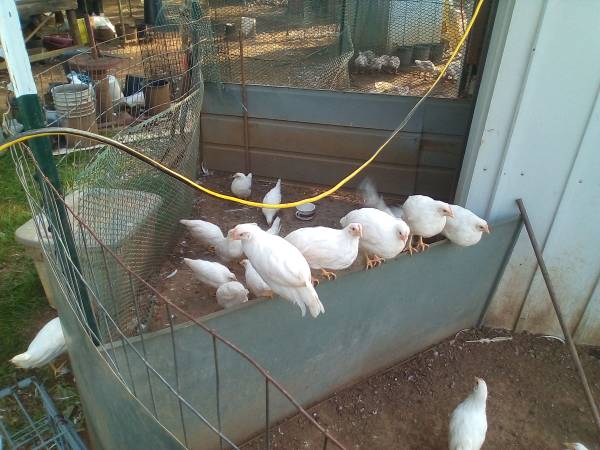 White Leghorn Laying HEN'S 1