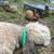 Bunnies 17 thumbnail