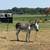 2 Donkeys 2 thumbnail