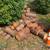 Fire wood pine FREE 1 thumbnail