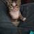 8 week old kittens (Johnston) 2 thumbnail