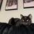 Boy Cat 2 thumbnail