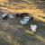 Unsexed silkie chickens 3 thumbnail