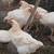 Roosters fowl 2 thumbnail