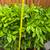 English laurel. 2 small and 2 large 6 thumbnail