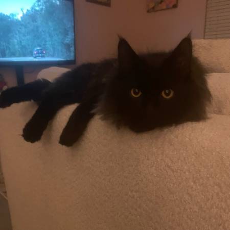 Missing cat (Algonquin)63844236283649124