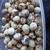 coturnix quail eggs 4 thumbnail