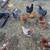Chickens & Roosters 8 thumbnail