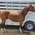 Beautiful 7-year-old Quarter Horse gelding 4 thumbnail