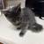 Cat 1 thumbnail