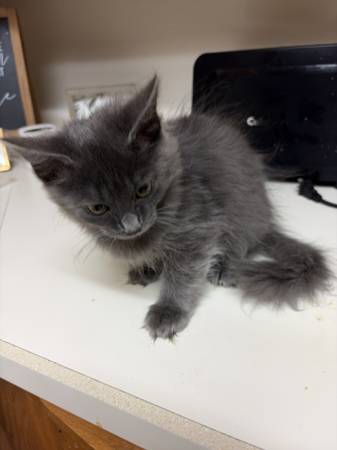 Cat 1