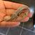 Collection of Vintage Signed Boucher Brooches 7 thumbnail