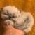 Beautiful fluffy persian blue point Himalayan 2 thumbnail