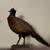 Taxidermy- mounted ring neck pheasant 2 thumbnail