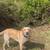 Rehoming Lab 5 thumbnail