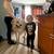 Missing Dogs 8 thumbnail