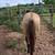 Tanquery Blue Boon 2019 Grulla Stallion 8 thumbnail