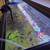 Guppies 3 thumbnail