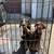 Doberman puppys 5 thumbnail