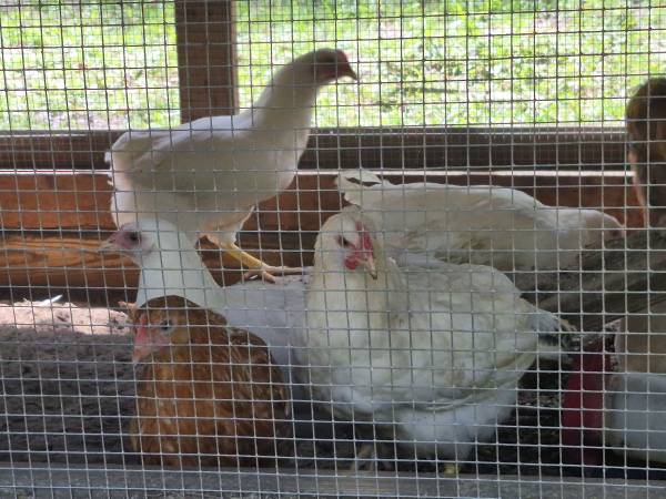 4 month old pullets 1