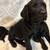 Male black labs 5 thumbnail