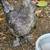 Easter egger/blue copper maran mix cockerel 8 weeks 1 thumbnail